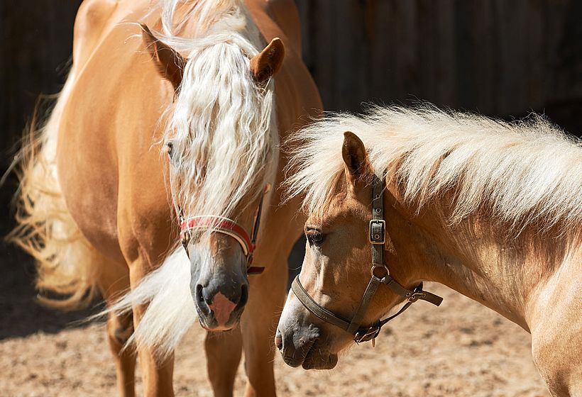 Haflinger stud farm