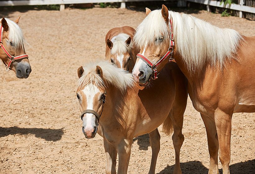 The blond horse with the golden heart